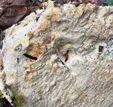 Attēlu rezultāti vaicājumam “Perenniporia medulla-panis”