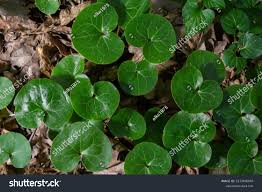 Attēlu rezultāti vaicājumam “Asarum europaeum leaf”