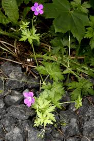 Attēlu rezultāti vaicājumam “Geranium palustre”