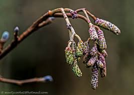 Attēlu rezultāti vaicājumam “Alnus glutinosa bud”