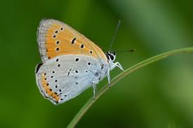 Attēlu rezultāti vaicājumam “Lycaena dispar”