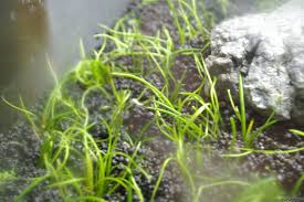 Attēlu rezultāti vaicājumam “Plantago uniflora”