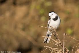 Attēlu rezultāti vaicājumam “Motacillidae”