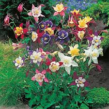 Image result for Aquilegia caerulea