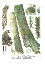 Attēlu rezultāti vaicājumam “Pleurococcus vulgaris”