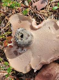 Attēlu rezultāti vaicājumam “Sarcodon imbricatum”