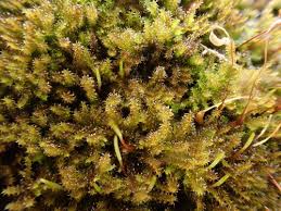 Attēlu rezultāti vaicājumam “Campylophyllum sommerfeltii”