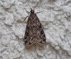 Attēlu rezultāti vaicājumam “Nicrophorus investigator imago”