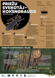Attēlu rezultāti vaicājumam “Nothorhina punctata”