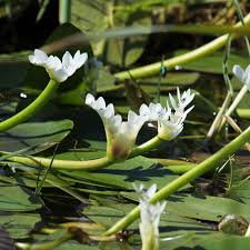 Attēlu rezultāti vaicājumam “Juncus inflexus bud”
