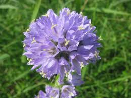 Attēlu rezultāti vaicājumam “Campanula cervicaria flower”