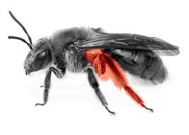 Attēlu rezultāti vaicājumam “Andrena”