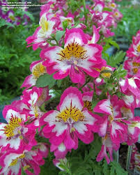 Image result for Schizanthus