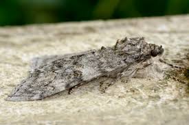 Attēlu rezultāti vaicājumam “Catocala nupta”