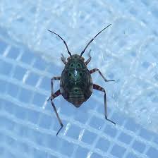 Attēlu rezultāti vaicājumam “Lygus nymph nymph”