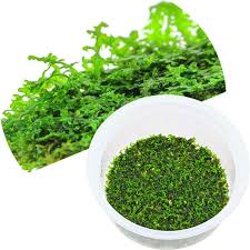 Attēlu rezultāti vaicājumam “Riccardia incurvata”