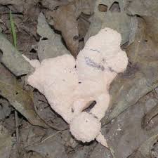 Attēlu rezultāti vaicājumam “Fuligo candida spores”