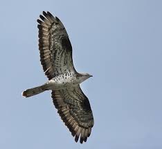 Attēlu rezultāti vaicājumam “Pernis apivorus”