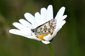 Attēlu rezultāti vaicājumam “Pyrgus alveus”