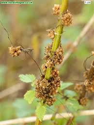 Attēlu rezultāti vaicājumam “Cuscuta europaea”