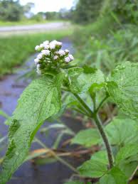 Image result for Ageratum conyzoides