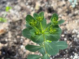 Attēlu rezultāti vaicājumam “Euphorbia helioscopia”