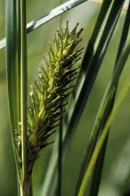 Attēlu rezultāti vaicājumam “Carex atherodes”