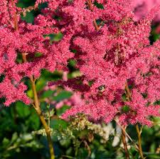 Attēlu rezultāti vaicājumam “Astilbe chinensis flower”