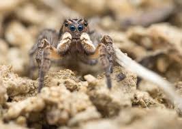 Attēlu rezultāti vaicājumam “Aelurillus v-insignitus”