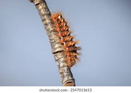 Attēlu rezultāti vaicājumam “Acronicta rumicis larva”