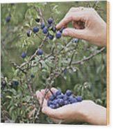 Attēlu rezultāti vaicājumam “Prunus spinosa fruit”