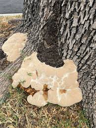 Attēlu rezultāti vaicājumam “Leocarpus fragilis stalked”