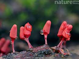 Attēlu rezultāti vaicājumam “Arcyria denudata macro”