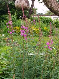 Attēlu rezultāti vaicājumam “Epilobium angustifolium flower”