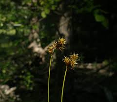 Attēlu rezultāti vaicājumam “Carex loliacea”
