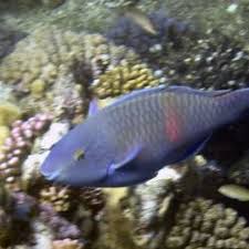 Image result for Scarus fuscopurpureus