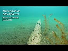 Attēlu rezultāti vaicājumam “Myriophyllum alterniflorum”