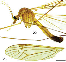 Attēlu rezultāti vaicājumam “Tipulidae male”