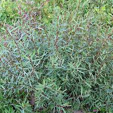 Attēlu rezultāti vaicājumam “Salix purpurea”