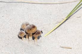 Attēlu rezultāti vaicājumam “Peziza ammophila”