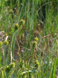 Attēlu rezultāti vaicājumam “Carex lepidocarpa”