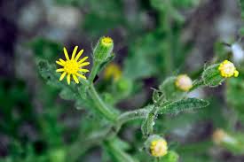 Attēlu rezultāti vaicājumam “Senecio viscosus flower”