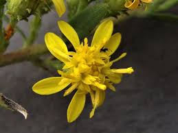 Attēlu rezultāti vaicājumam “Solidago virgaurea bud”