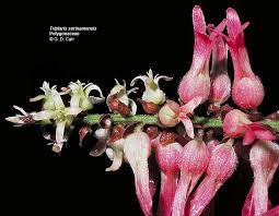 Attēlu rezultāti vaicājumam “Polygonaceae”