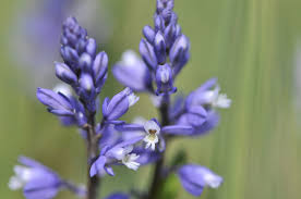 Attēlu rezultāti vaicājumam “Polygala amarella flower”