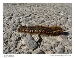 Attēlu rezultāti vaicājumam “Euthrix potatoria larva”