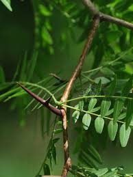 Attēlu rezultāti vaicājumam “Gleditsia triacanthos bud”