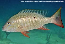 Image result for Lutjanus mahogoni