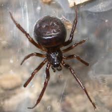 Attēlu rezultāti vaicājumam “Steatoda grossa”