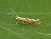 Attēlu rezultāti vaicājumam “Ypsolopha asperella”